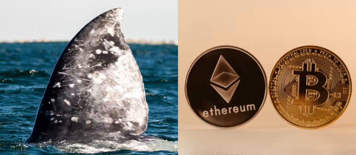 This whale is bullish on Bitcoin and Ethereum